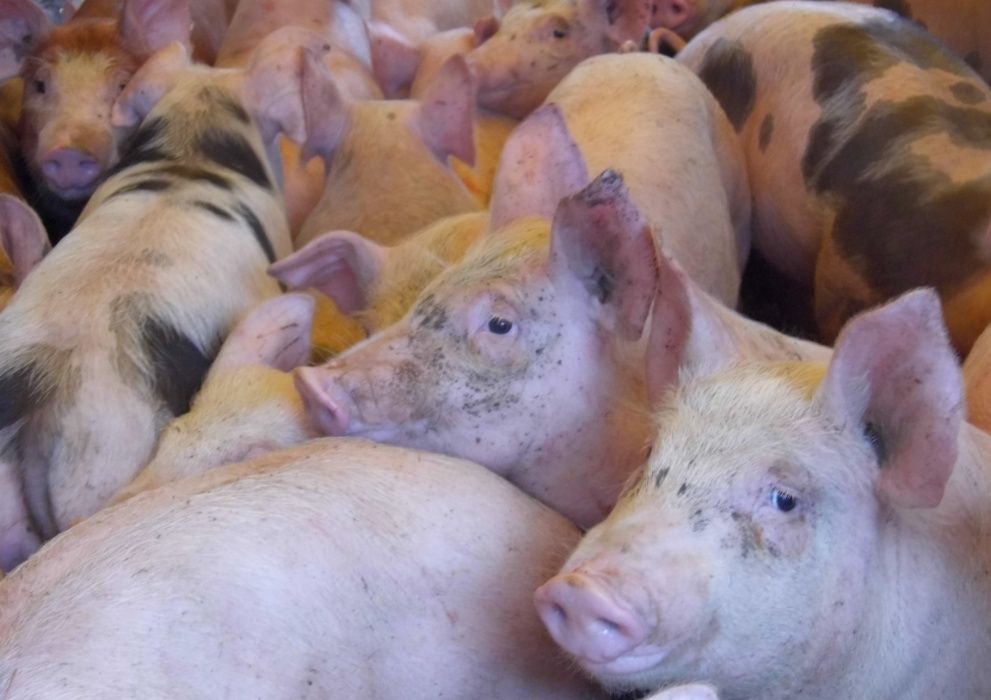 sprzedam prosieta,prosiaki,warchlaki 80 sztuk