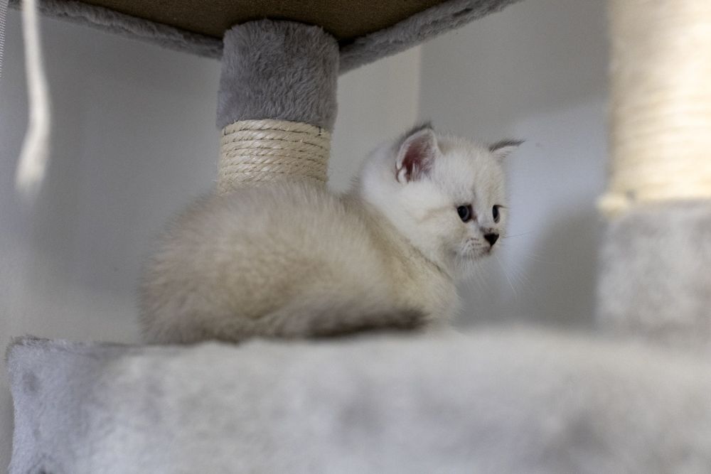 Gatinho scottish Straight