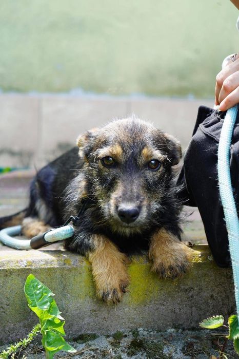szczeniak pies do adopcji