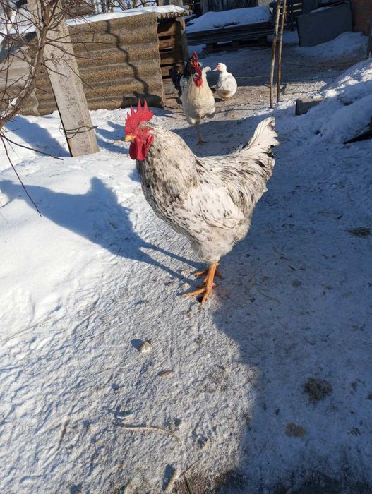 Півень молодий домашній