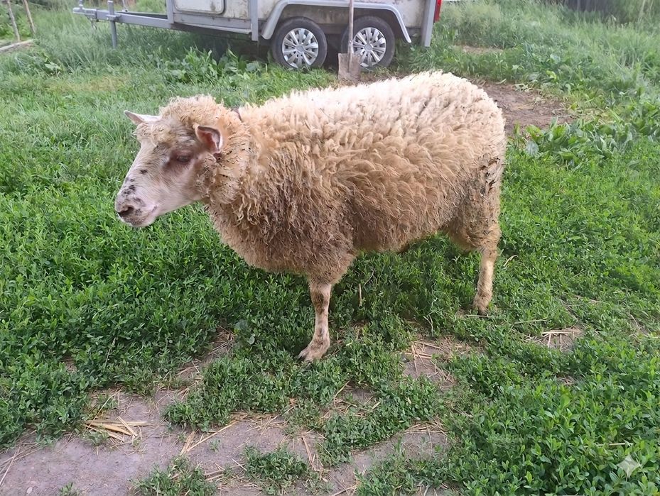 Owca - baranina na sprzedaż