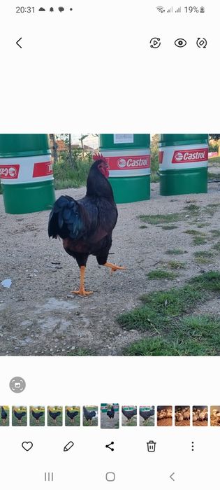 ovos galados rhode island red