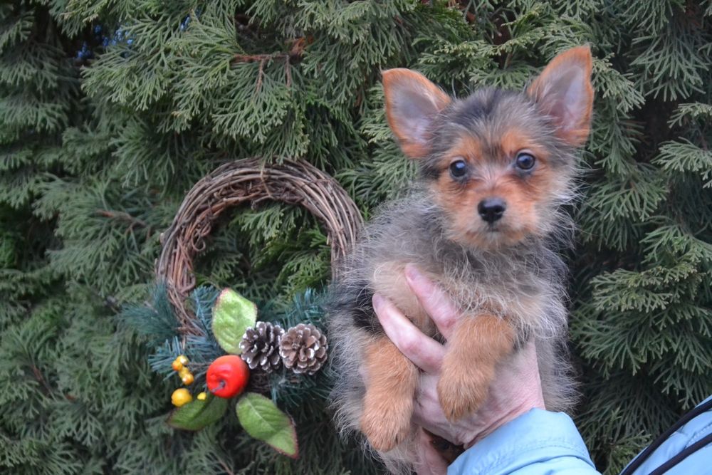 Гарний хлопчик мерлє