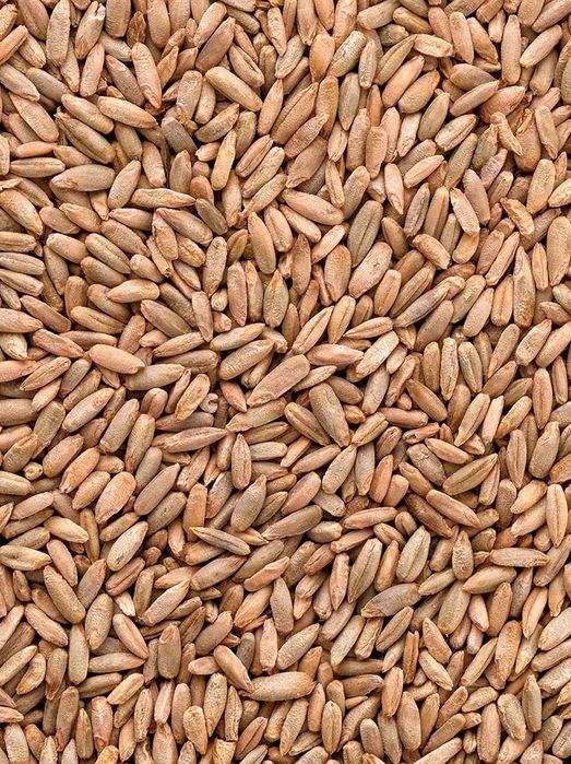 Spszedam żyto ładne.