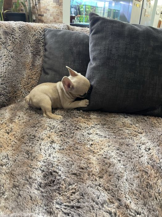 Bulldogue frances