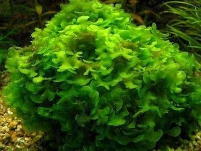 Акваріумніі рослини Печінковий мох.