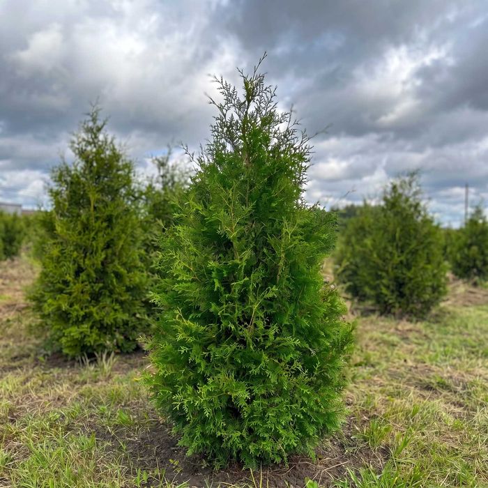 Tuja Brabant 240-260 cm | Dostawa + Sadzenie | Radzyń Podlaski