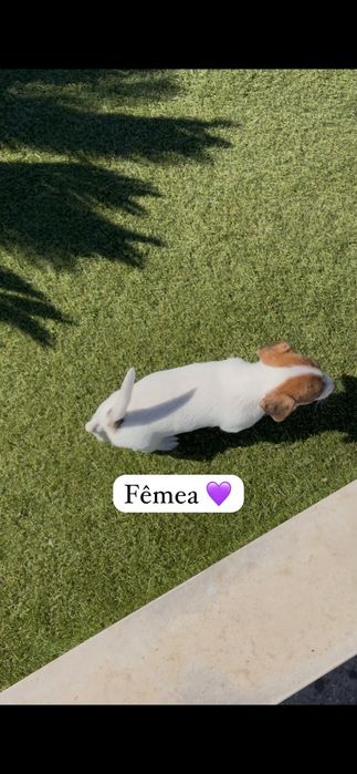 Jack Russell fêmea
