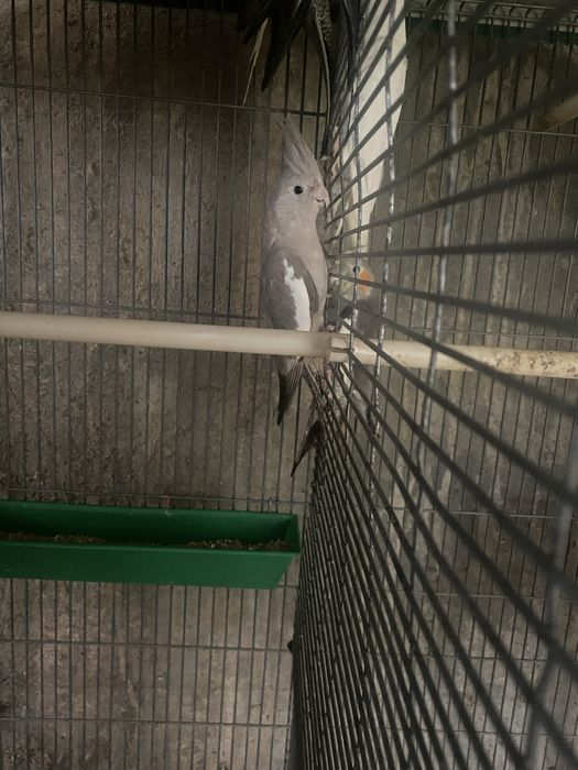 Tenho duas fêmeas de caturra para  vender