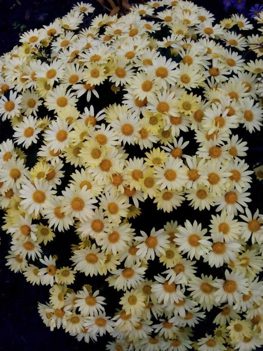 Хризантема мультифлора, хоста...