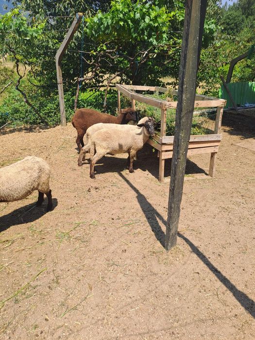 Ovelha sulfok e cruzadas