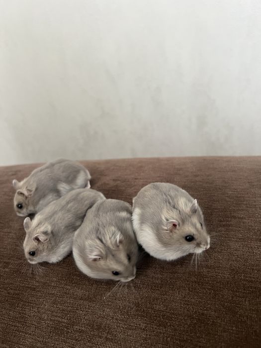 Продаю Джунгарських хомячків.