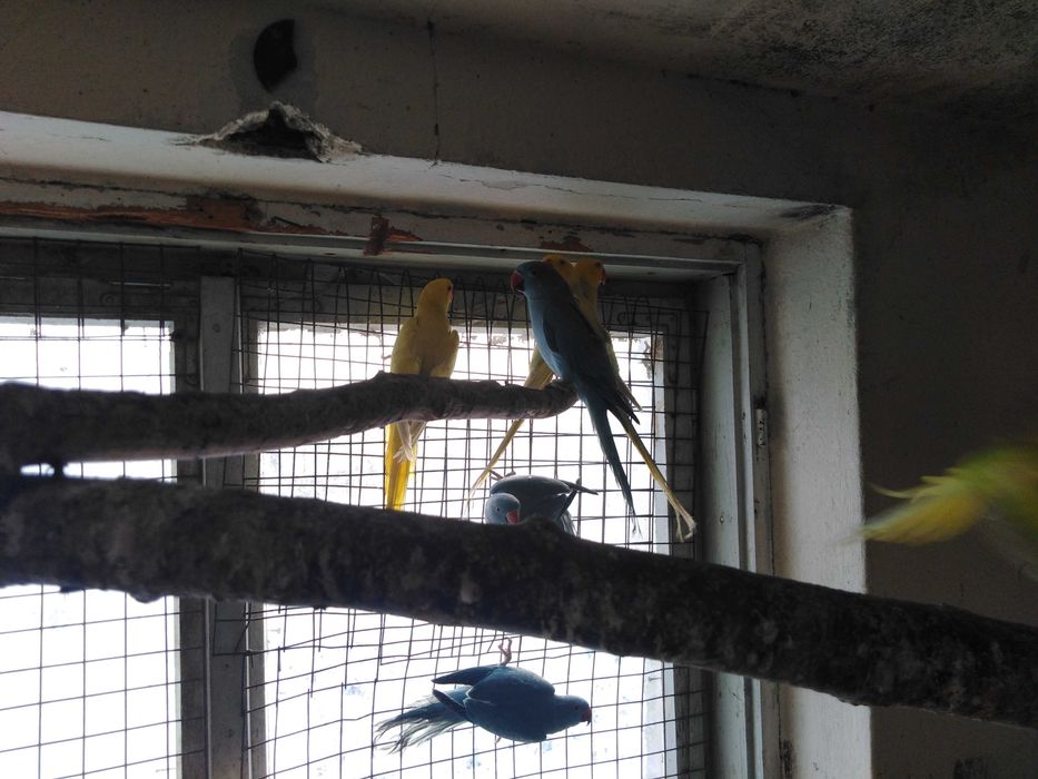 aleksandretty obrożne młode i pary lęgowe