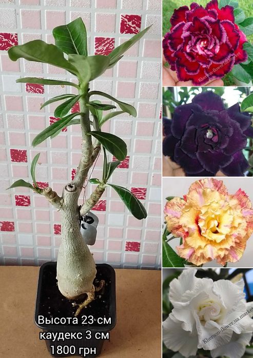 Аденіум мультипрививка з каудексом "восьминіг"