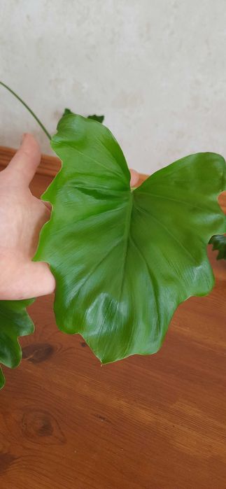 Філодендрон Селло ( Philodendron selloum )