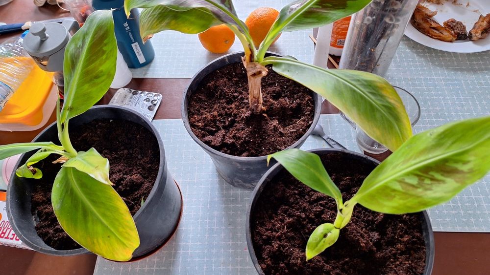 Банан при належному догляді будуть плоди