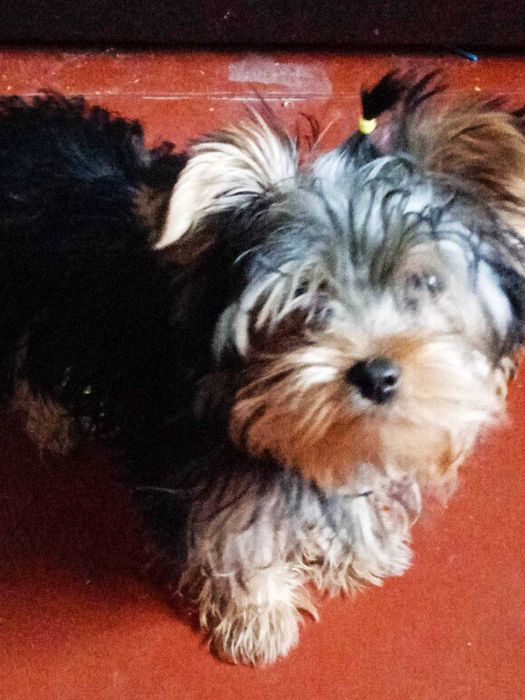 Продам цуценя хлопчик Йоркширського тер'єра