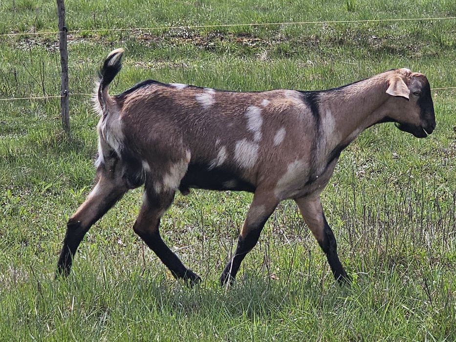 Kozy anglonubijskie/koziołki