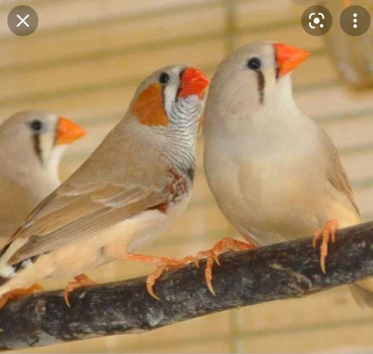 Mandarins castanhos, cinzentos, brancos e malhados
