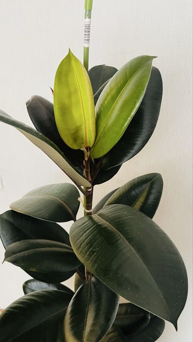 Фікус еластіка абіджан