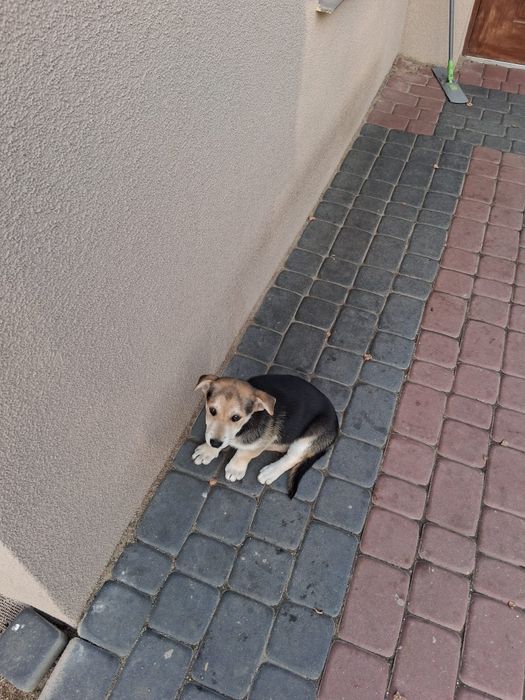 Oddam za darmo pieska