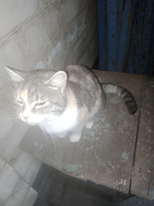 Віддам в добрі руки Кицю Запоріжжя