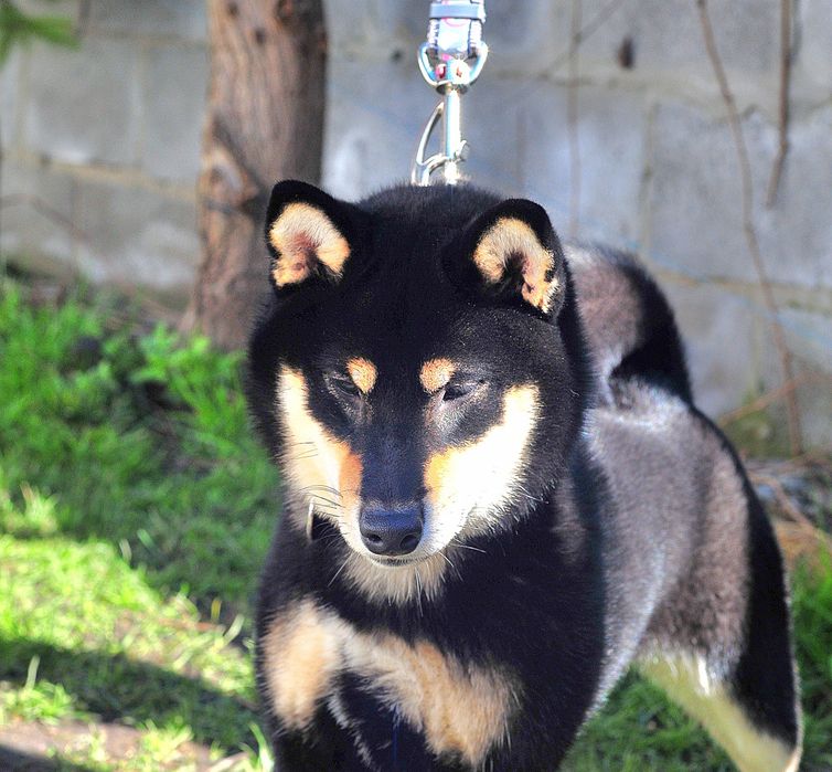 Шиба-іну, Сіба-іну, Shiba,Сиба дівчинка!