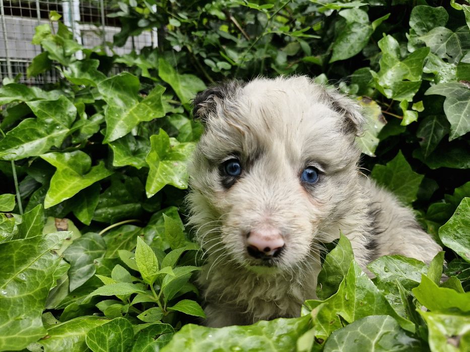 Border Collie piesek niebieskoki