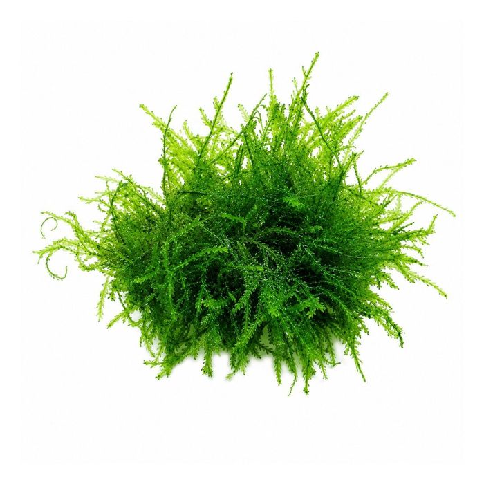 Mech  Java moss do akwarium