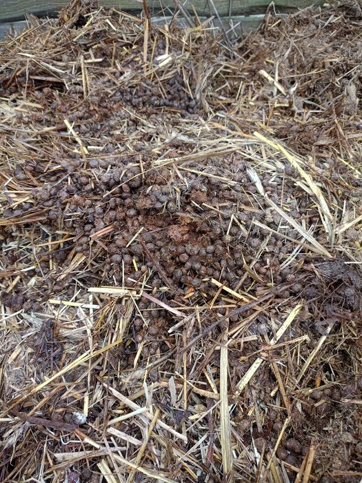 Obornik króliczy ekologiczny