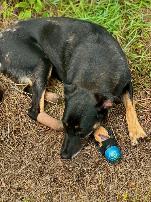 Собака над якою знущались врятуй собаку притулку собака дівчинка