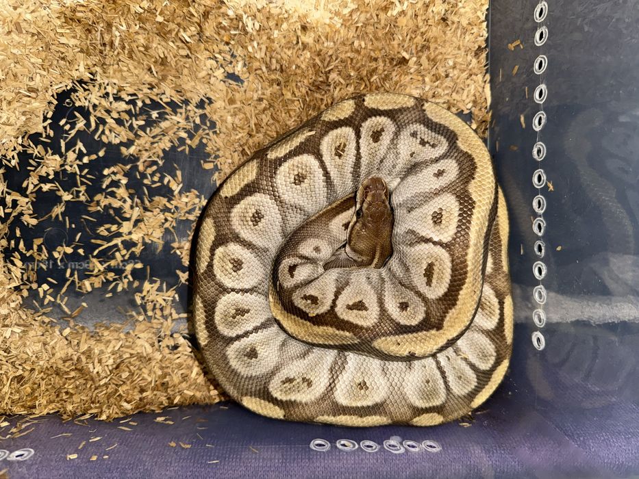 Wąż, węże samica