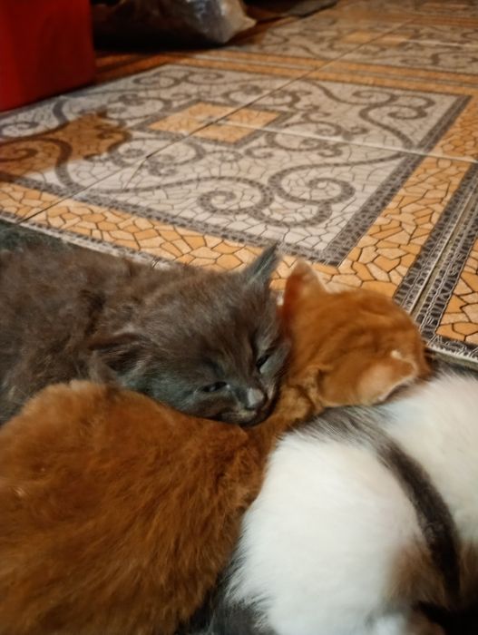 отдам даром 2х котят