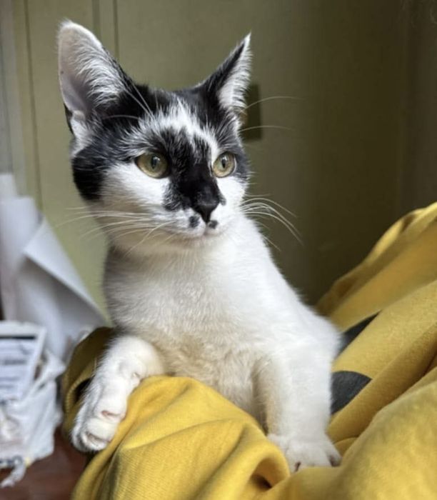 Кошеня, котеня, котенок, котик, киця, кицюня, кітка, кіт