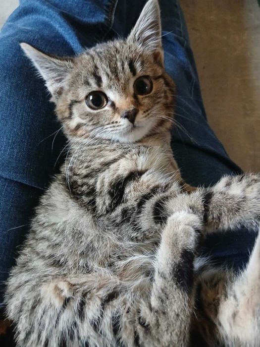 Emi kotka adopcja schronisko mała szara pręgowana