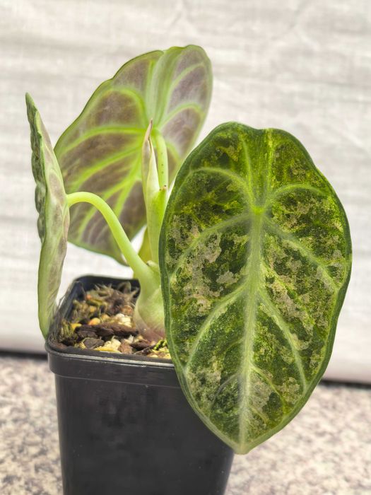 Alocasia Ninja Splash Variegata - Roślina doniczkowa, kolekcjonerska