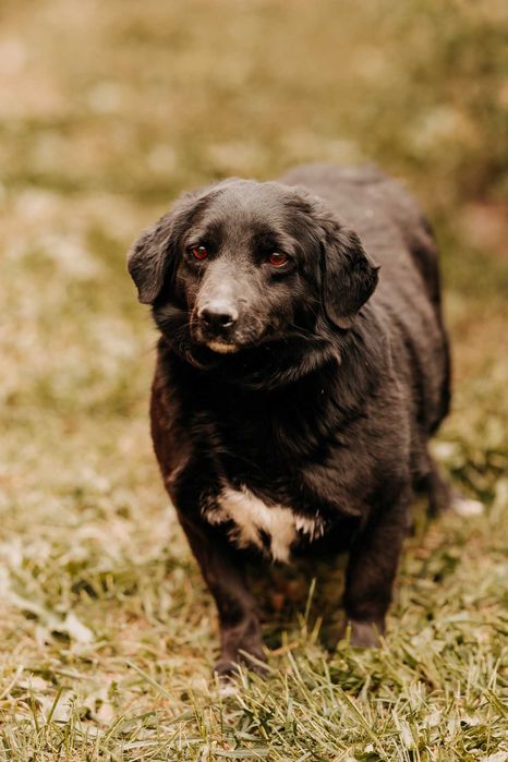 Młodziutka Mila bardzo skrzywdzona przez człowieka szuka domu...