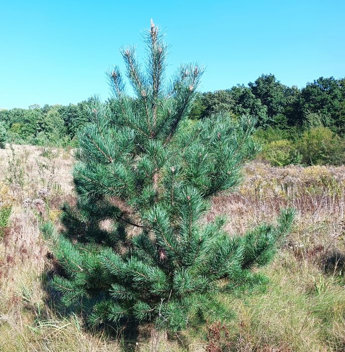 Продаж ділянок біля лісу