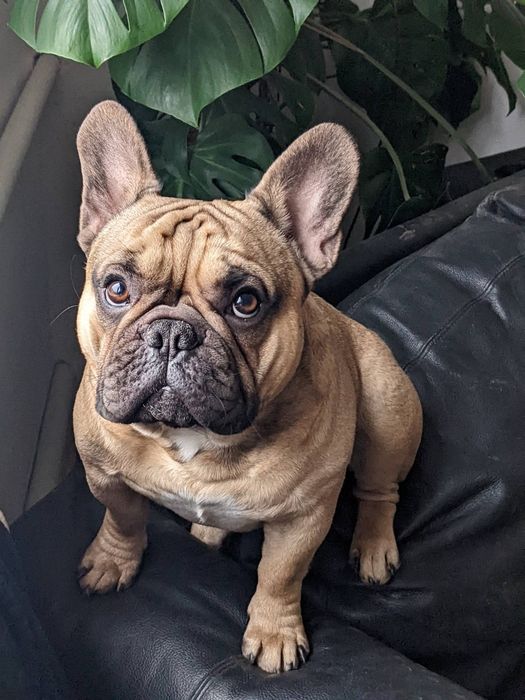 В'язка Французький Бульдог