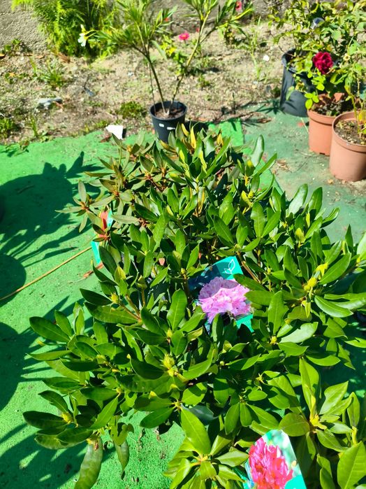 Rododendro - planta em vaso