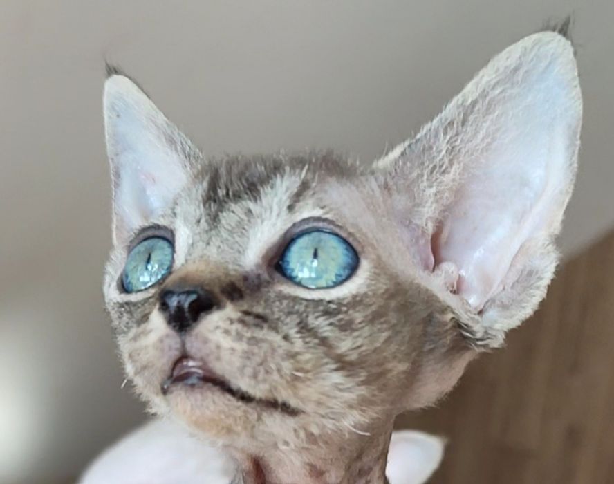 Раннє бронювання кошенят drx