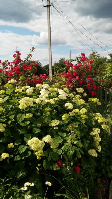 Продам  гортензию Анабель