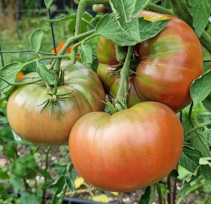 pomidor Mulatka nasiona kolekcjonerskie