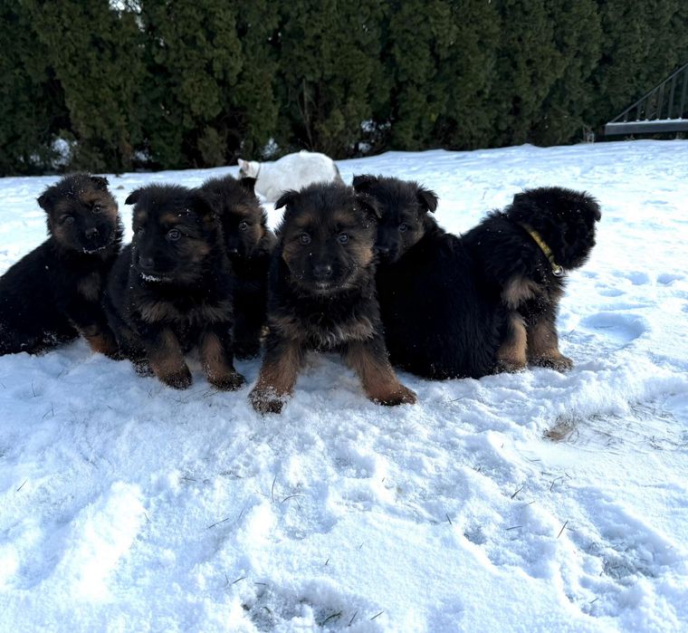 Owczarek Niemiecki Długowłosy -szczeniak.