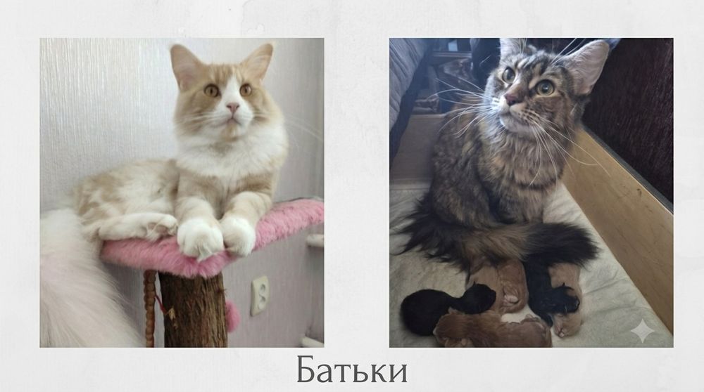 Кошенята мейн-куни