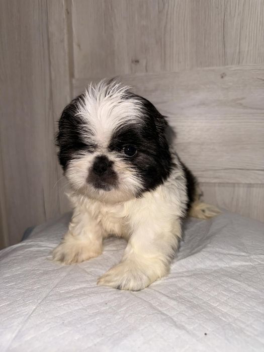 Sprzedam pieska shih tzu