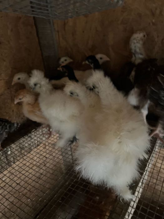 Підрощені курчата китайська шовкова