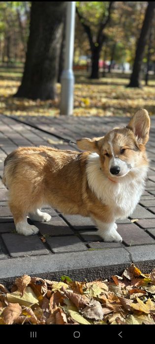 Мальчик корги пемброк Краш