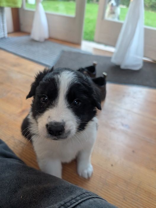 Szczeniak border collie