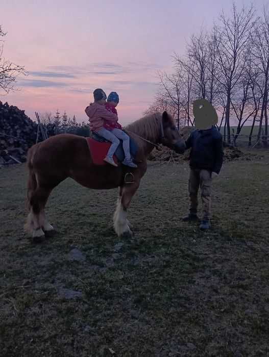 Klacz zimnokrwista spokojna
